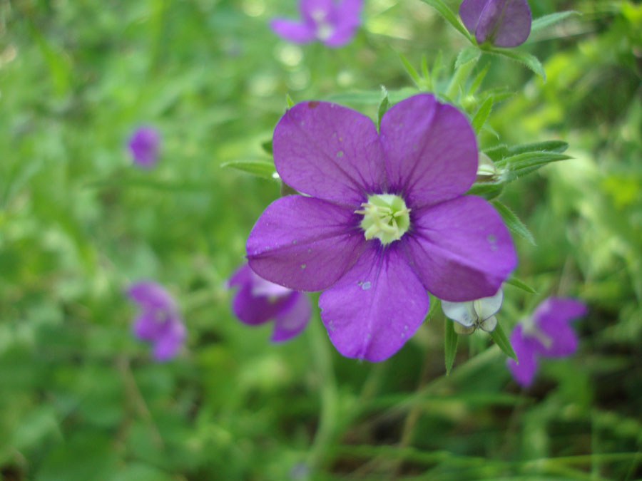 Legousia speculum-veneris